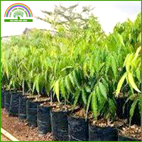 Dịch vụ cung cấp cây giống và trồng cây lâm nghiệp